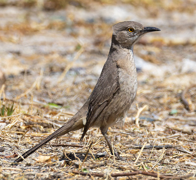 Bendire's Thrasher Toxostoma bendirei