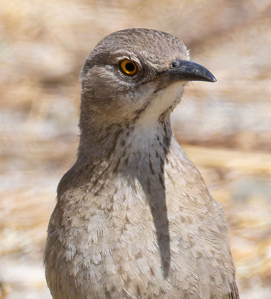 Bendire's Thrasher Toxostoma bendirei