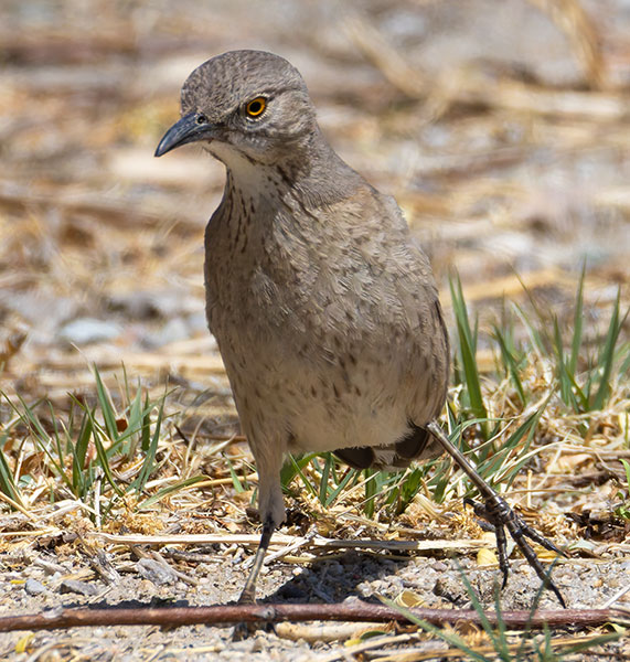 Bendire's Thrasher Toxostoma bendirei