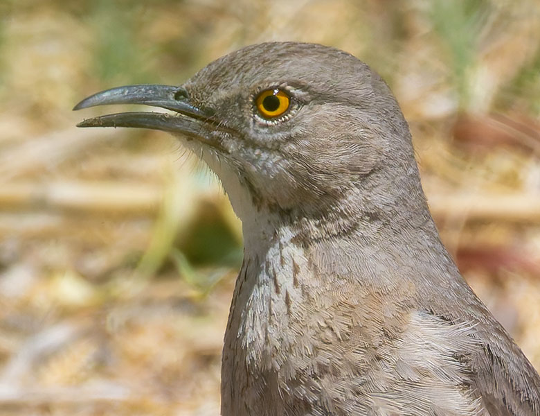 Bendire's Thrasher Toxostoma bendirei