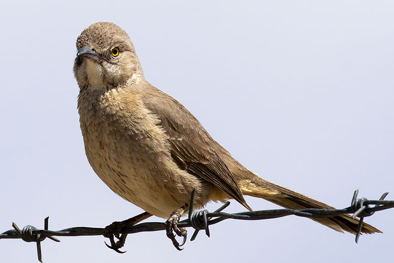 Bendire's Thrasher Toxostoma bendirei
