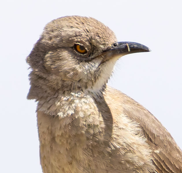 Bendire's Thrasher Toxostoma bendirei