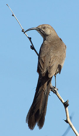 Crissal Thrasher Toxostoma crissale