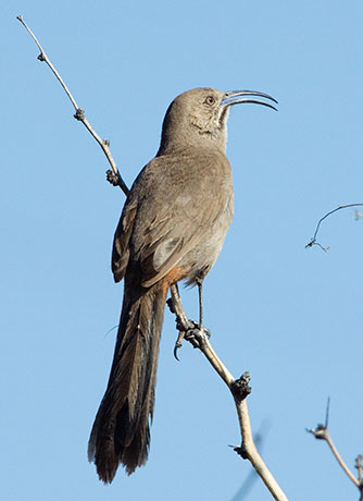 Crissal Thrasher Toxostoma crissale