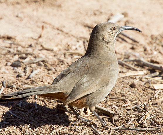 Crissal Thrasher Toxostoma crissale