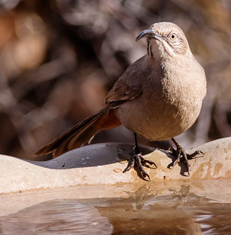 Crissal Thrasher Toxostoma crissale