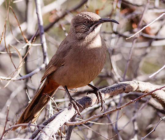 Crissal Thrasher Toxostoma crissale