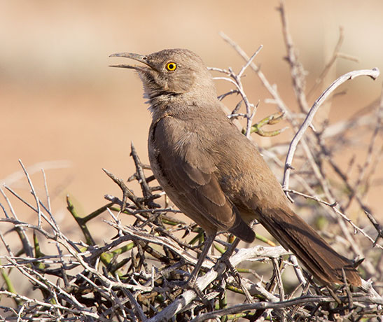 Curve-billed Thrasher Toxostoma curvirostre