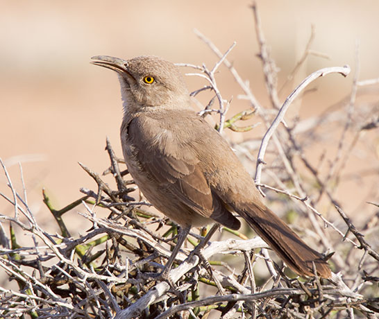 Curve-billed Thrasher Toxostoma curvirostre