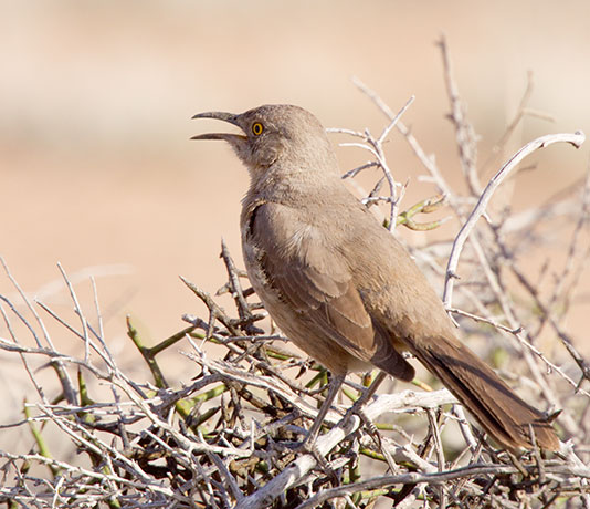 Curve-billed Thrasher Toxostoma curvirostre