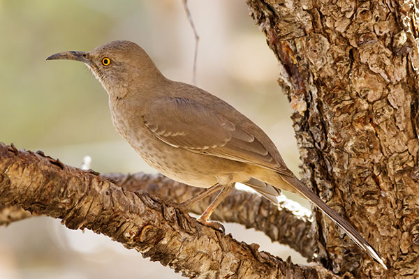Curve-billed Thrasher Toxostoma curvirostre