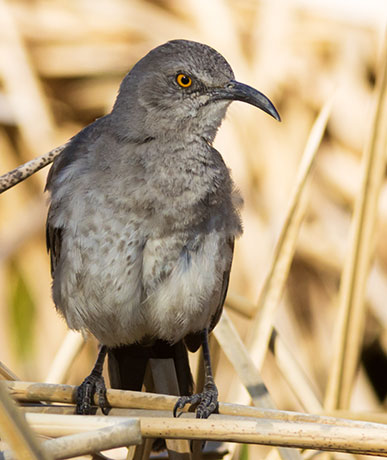 Curve-billed Thrasher Toxostoma curvirostre