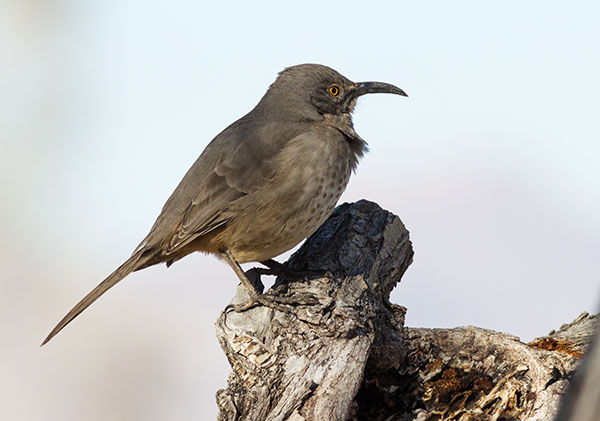 Curve-billed Thrasher Toxostoma curvirostre