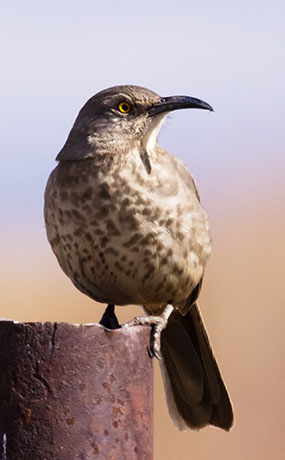 Curve-billed Thrasher Toxostoma curvirostre