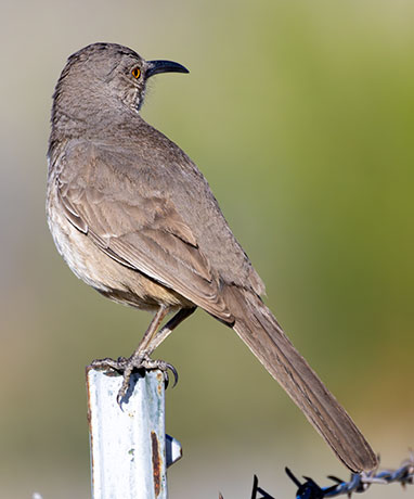 Curve-billed Thrasher Toxostoma curvirostre