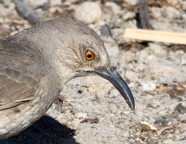 Curve-billed Thrasher Toxostoma curvirostre