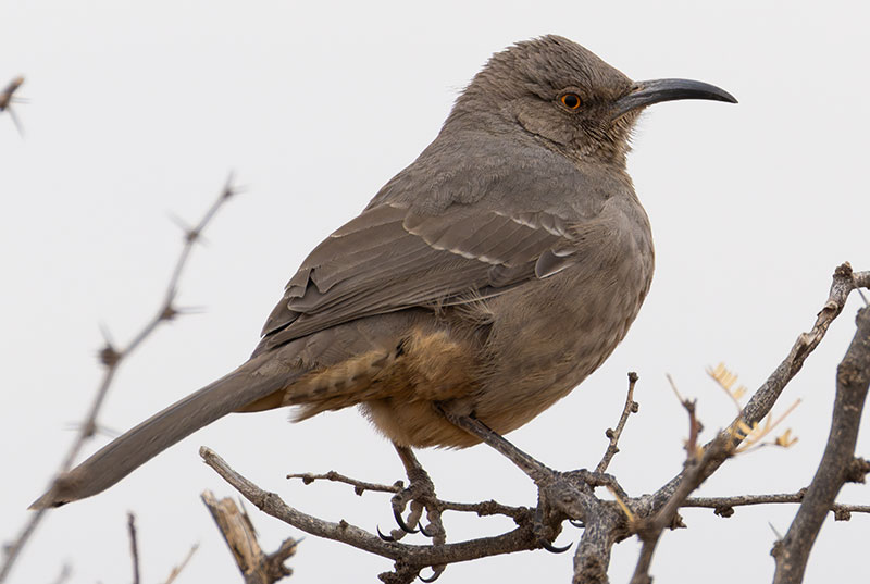 Curve-billed Thrasher Toxostoma curvirostre