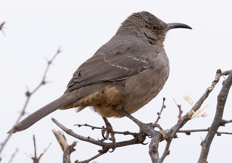 Curve-billed Thrasher Toxostoma curvirostre