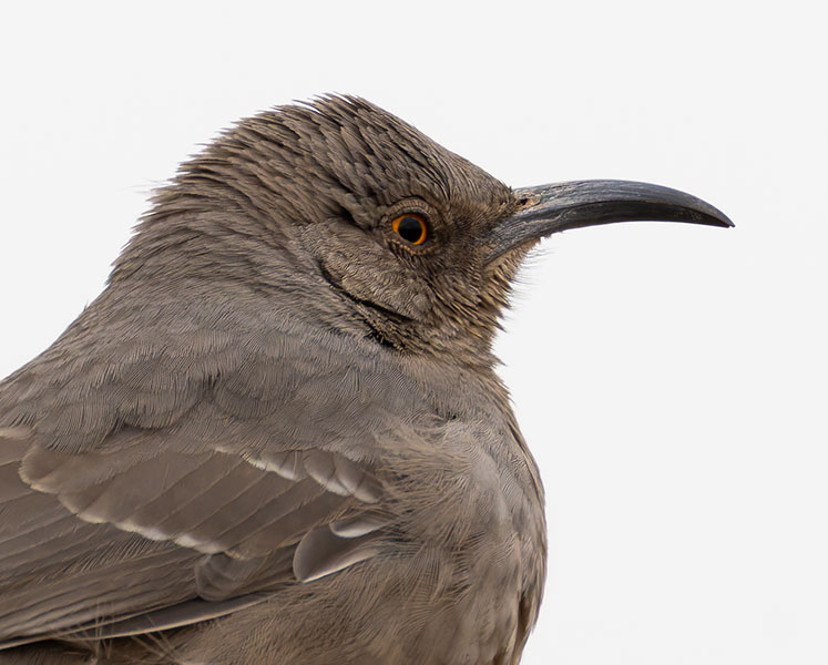 Curve-billed Thrasher Toxostoma curvirostre