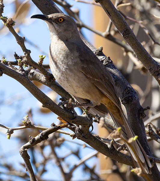 Curve-billed Thrasher Toxostoma curvirostre
