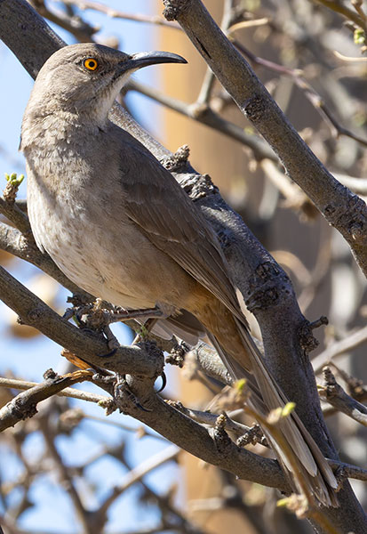 Curve-billed Thrasher Toxostoma curvirostre