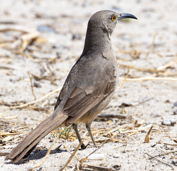 Curve-billed Thrasher Toxostoma curvirostre