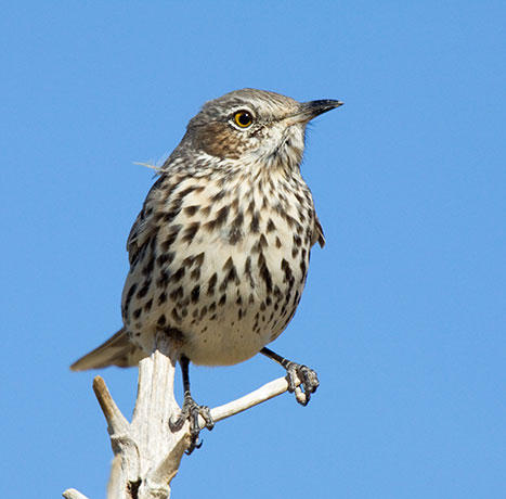 Sage Thrasher Oreoscoptes montanus 