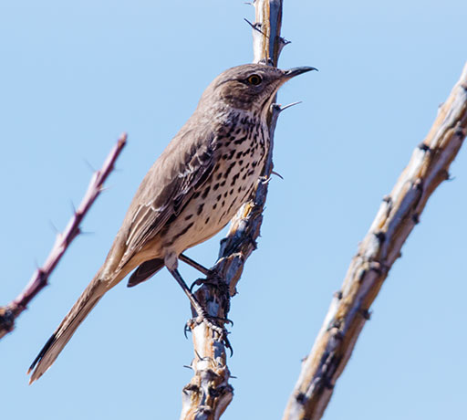 Sage Thrasher Oreoscoptes montanus 