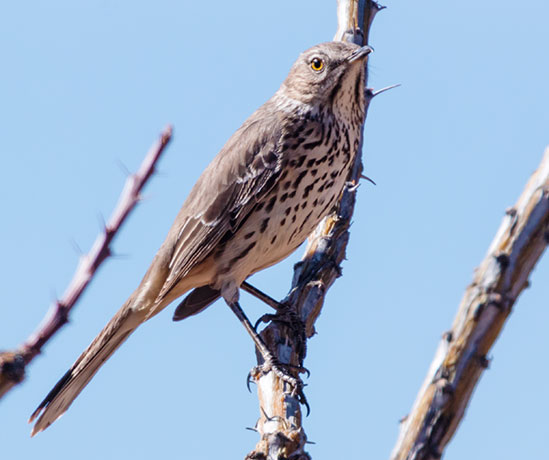 Sage Thrasher Oreoscoptes montanus 