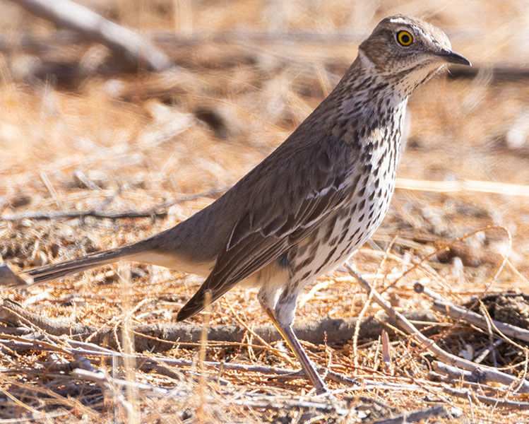 Sage Thrasher Oreoscoptes montanus 