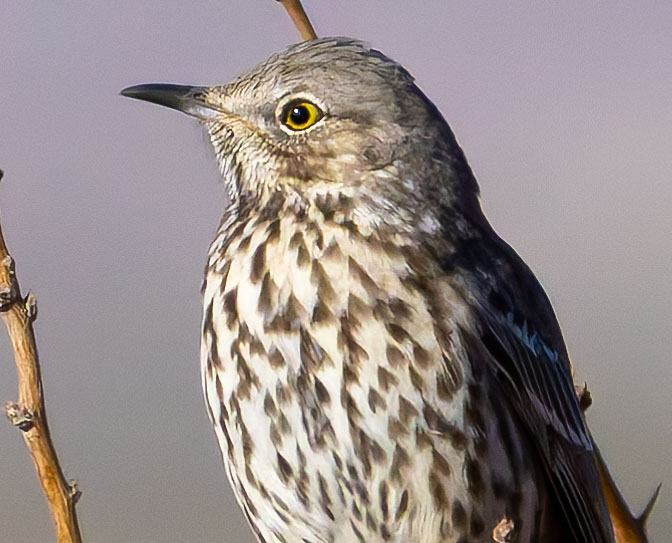 Sage Thrasher Oreoscoptes montanus 