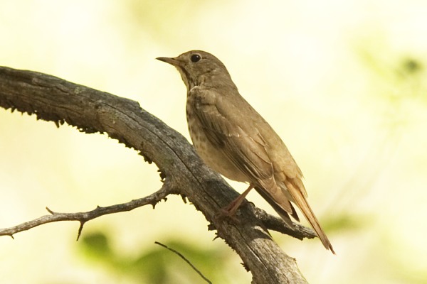 Hermit Thrush Catharus guttatus Chiricahua Mountains, AZ