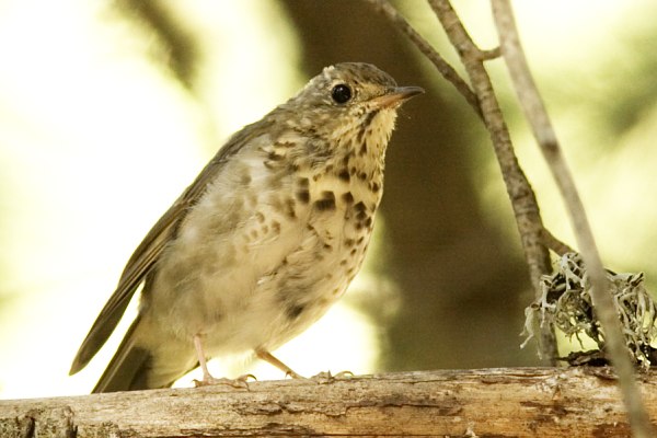 Hermit Thrush Catharus guttatus Graham County, AZ