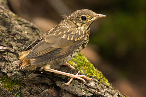 Hermit Thrush Catharus guttatus 
