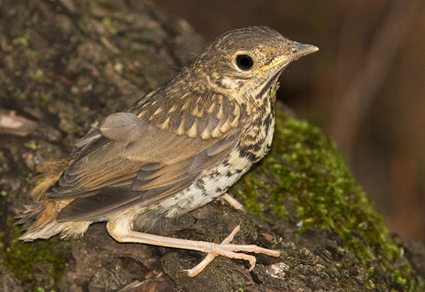 Hermit Thrush Catharus guttatus juvenile photo August 11, 2007