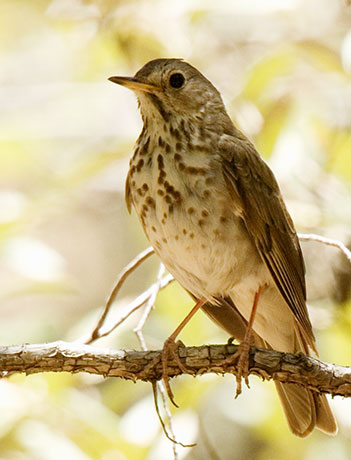 Hermit Thrush Catharus guttatus 