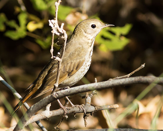 Hermit Thrush Catharus guttatus 