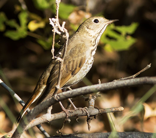 Hermit Thrush Catharus guttatus 
