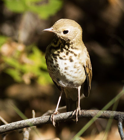 Hermit Thrush Catharus guttatus 
