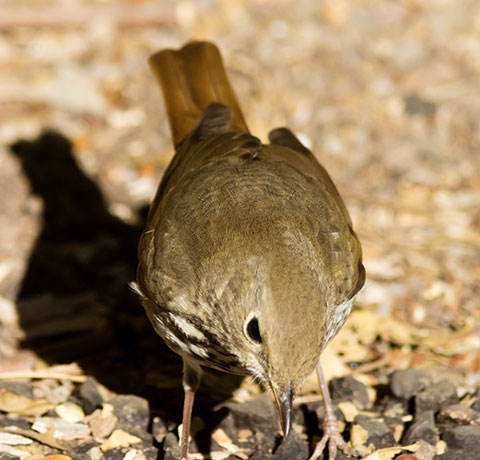 Hermit Thrush Catharus guttatus 