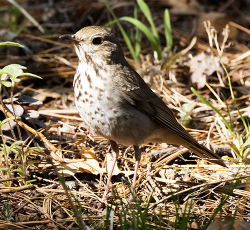 Hermit Thrush Catharus guttatus 