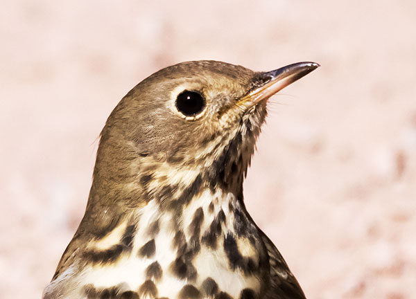 Hermit Thrush Catharus guttatus 