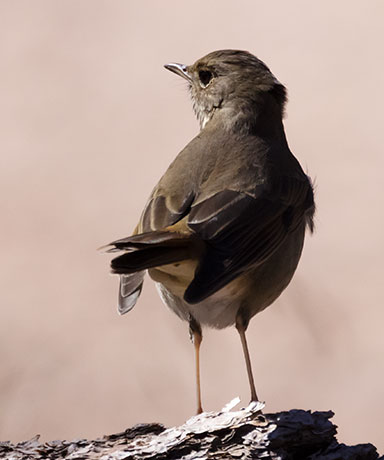 Hermit Thrush Catharus guttatus 