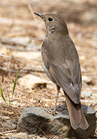Hermit Thrush Catharus guttatus 