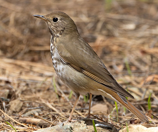 Hermit Thrush Catharus guttatus 