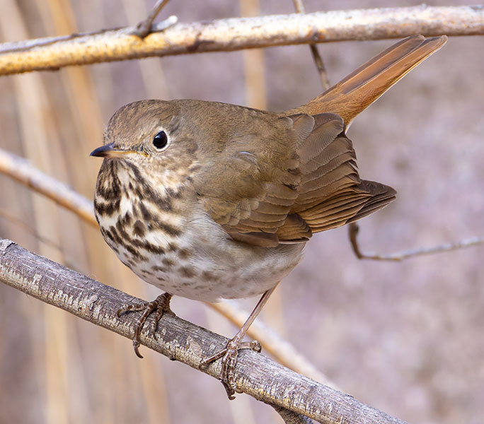 Hermit Thrush Catharus guttatus 