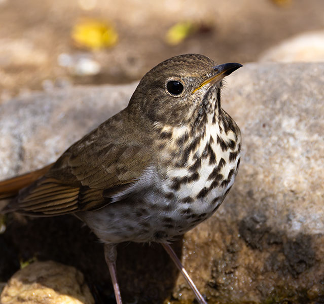 Hermit Thrush Catharus guttatus 
