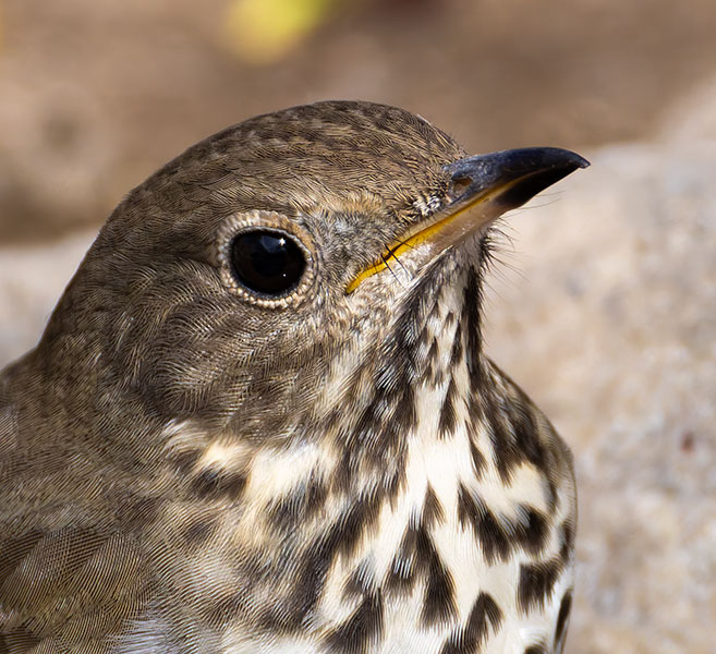 Hermit Thrush Catharus guttatus 