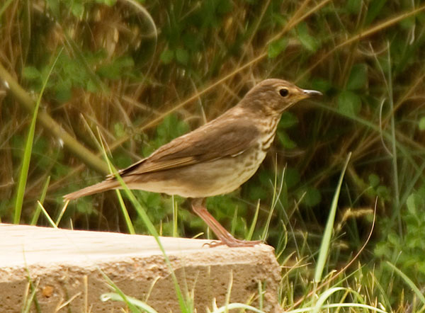 Swainson's Thrush Catharus ustulatus 