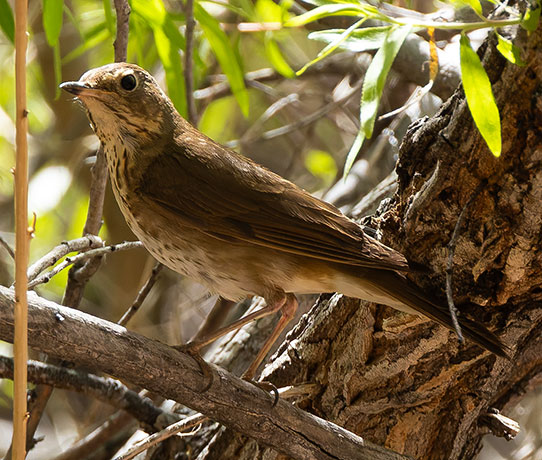 Swainson's Thrush Catharus ustulatus 